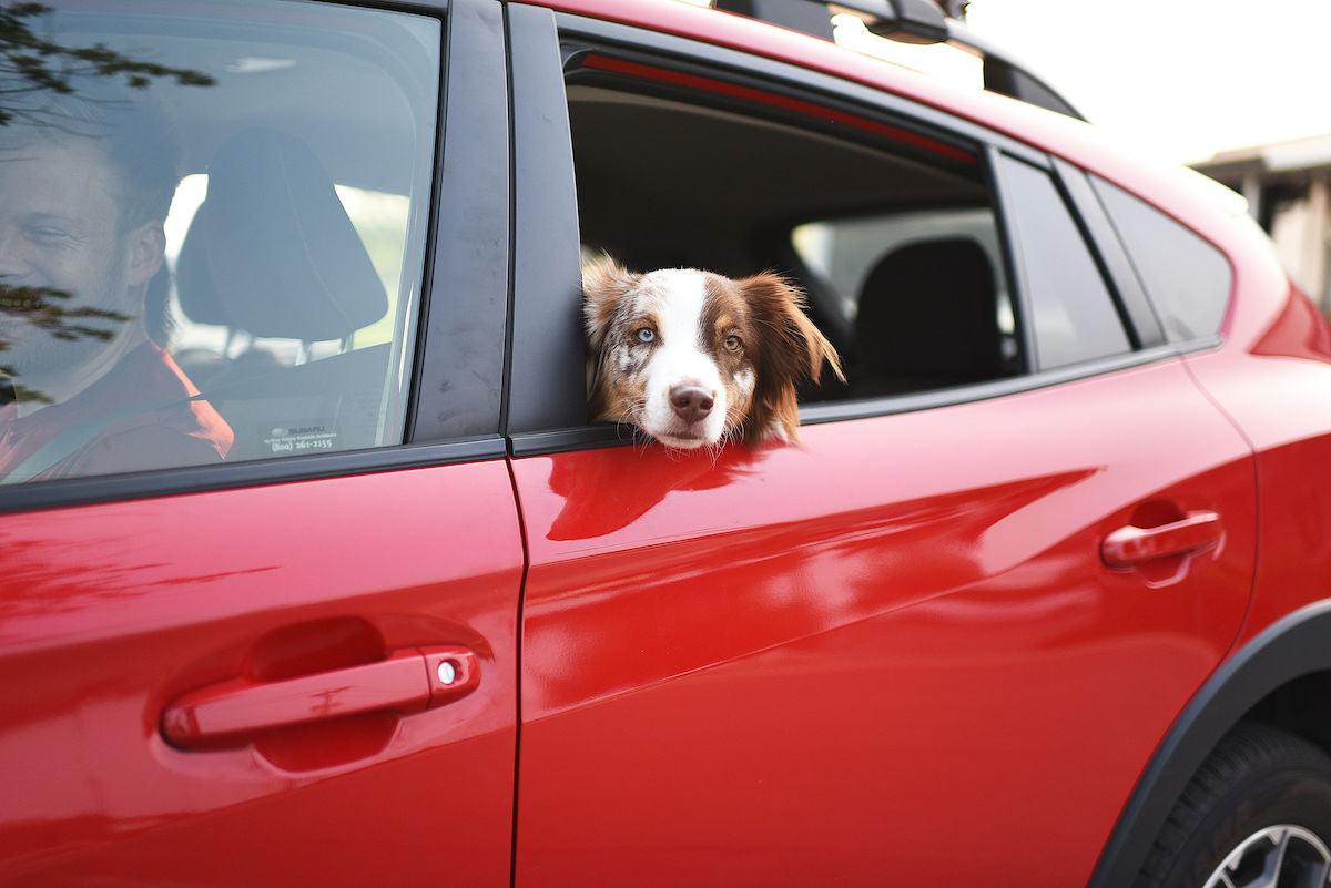 White Rock Coffee Lakewood Drive Thru Dog